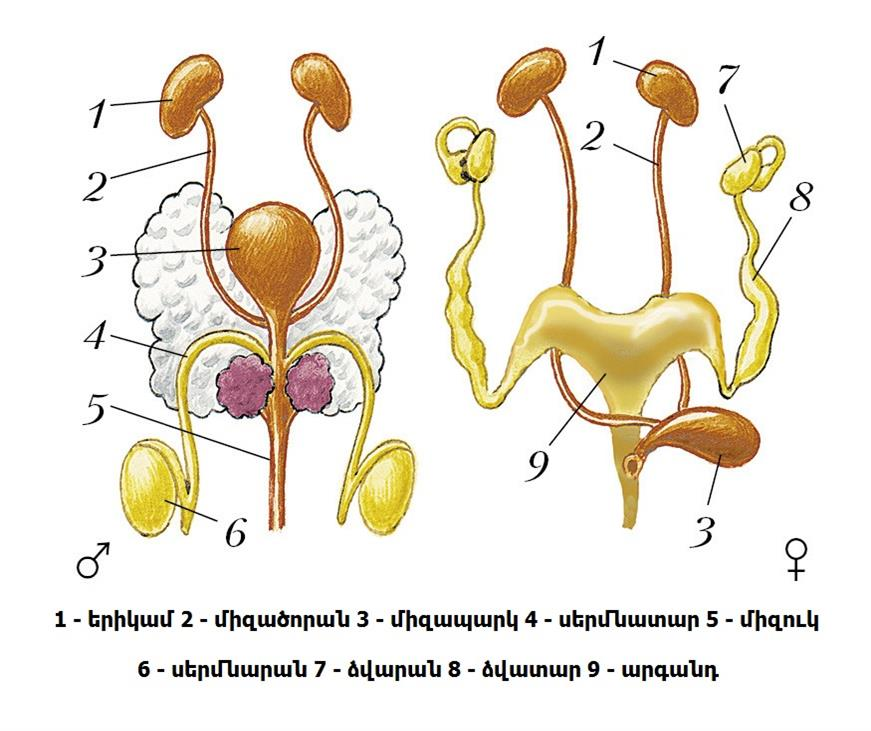 Половые органы мочевой системы. Строение выделительной системы млекопитающих. Выделительная и половая система млекопитающих. Выделительная система млекопитающих схема. Выделительная система млекопитающих анатомия.